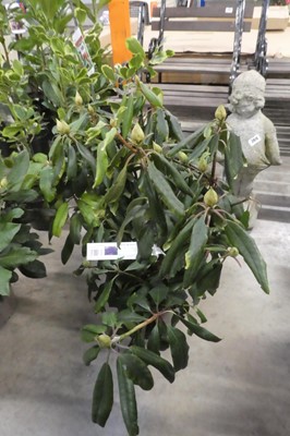 Lot 2403 - Large potted Marcel Menard rhododendron