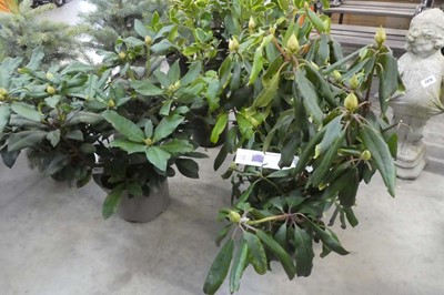 Lot 2404 - Large potted 7.5L Lord Roberts rhododendron