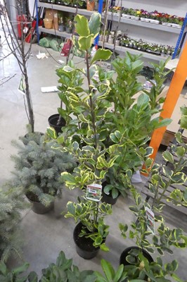 Lot 2405 - Large potted Golden King ilex shrub