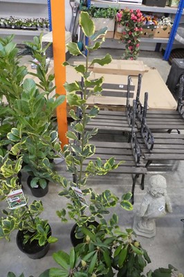 Lot 2406 - Large potted Golden King ilex shrub