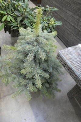 Lot 2407 - Potted Super Blue seedling picea