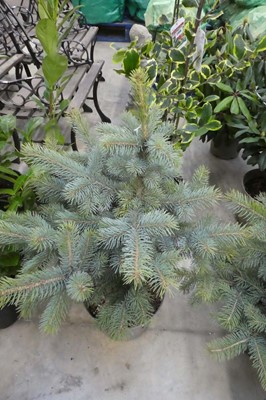 Lot 2408 - Potted Super Blue seedling picea