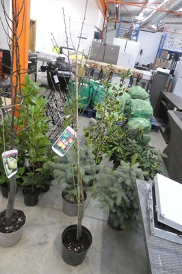 Lot 2412 - Large potted Lord Napier nectarine tree
