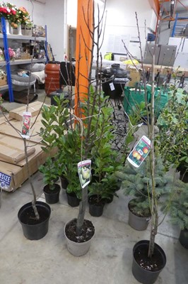 Lot 2413 - Large potted Conference pear tree