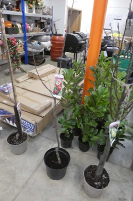 Lot 2414 - Large potted Discovery apple tree
