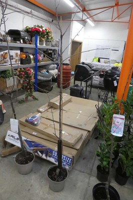 Lot 2415 - Large potted Morello cherry tree