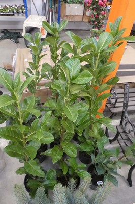 Lot 2410 - 3 large potted laurels