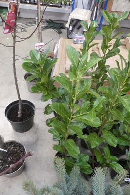 Lot 2411 - 3 large potted laurels