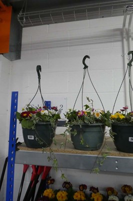 Lot 2417 - Pair of hanging baskets of mixed plants
