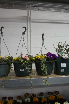 Lot 2418 - Pair of hanging baskets of mixed plants