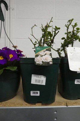 Lot 2419 - Potted Margaret Merril Floribunda rose