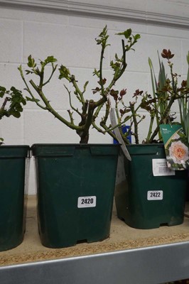 Lot 2420 - Potted Margaret Merril Floribunda rose