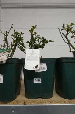 Lot 2421 - Potted Tropicana hybrid tea rose