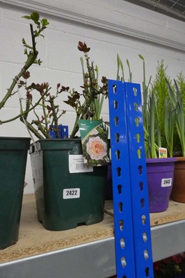 Lot 2422 - Potted Chaneos Beauty hybrid tea rose