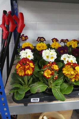 Lot 2423 - Tray containing 10 potted primulas