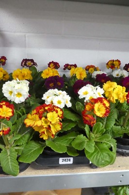 Lot 2424 - Tray containing 10 potted primulas