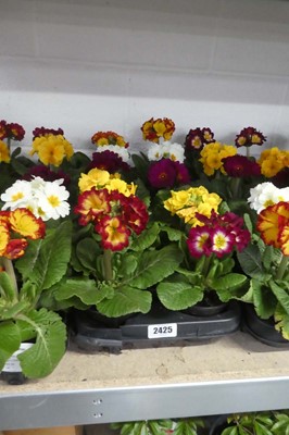 Lot 2425 - Tray containing 10 potted primulas