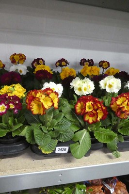 Lot 2426 - Tray containing 10 potted primulas