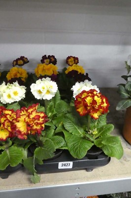 Lot 2427 - Tray containing 10 potted primulas