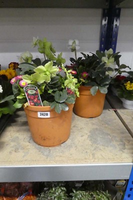 Lot 2428 - Pair of patio pots of mixed plants