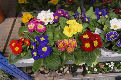 Lot 2429 - Tray containing 10 potted primulas