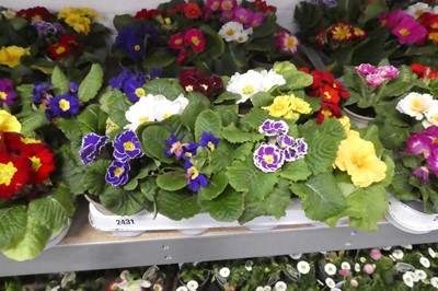 Lot 2431 - Tray containing 10 potted primulas