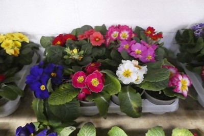 Lot 2432 - Tray containing 10 potted primulas