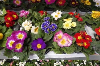 Lot 2433 - Tray containing 10 potted primulas