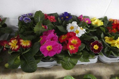 Lot 2434 - Tray containing 10 potted primulas