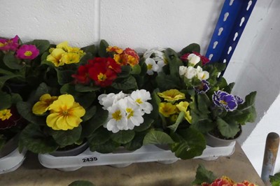 Lot 2435 - Tray containing 10 potted primulas
