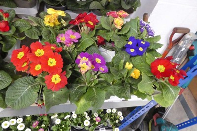 Lot 2436 - Tray containing 9 potted primulas