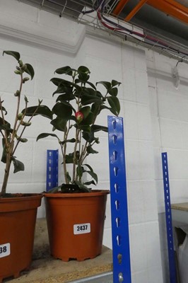 Lot 2437 - Large potted Camellia