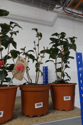 Lot 2438 - Large potted Camellia