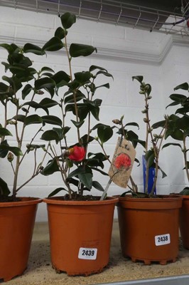 Lot 2439 - Large potted Camellia