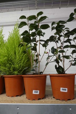 Lot 2441 - Large potted Camellia