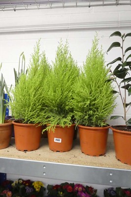 Lot 2442 - 6 potted Goldcrest conifers