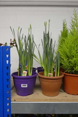 Lot 2443 - 4 Narcissus planters