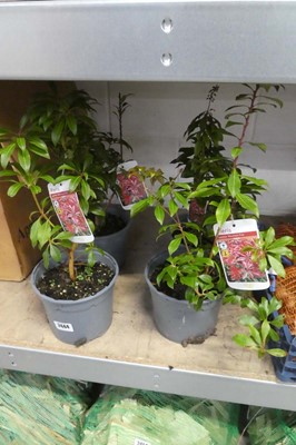 Lot 2444 - 4 potted Japonica Mountain Fire pieris shrubs