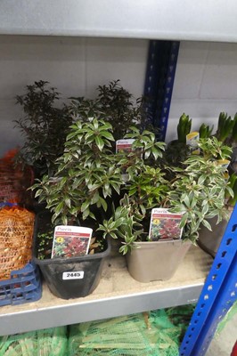 Lot 2445 - 6 potted Japonica Little Heath pieris shrubs