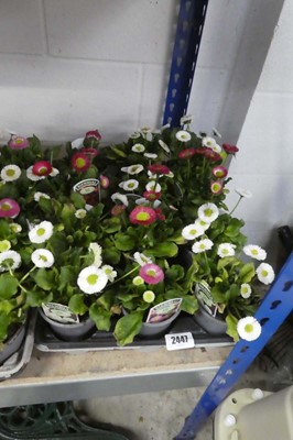 Lot 2447 - Tray containing 12 bellis daisies