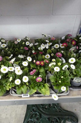 Lot 2448 - Tray containing 12 bellis daisies