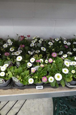 Lot 2449 - Tray containing 12 bellis daisies