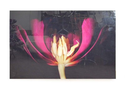 Lot 222 - Allan Forsyth (contemporary photographic...