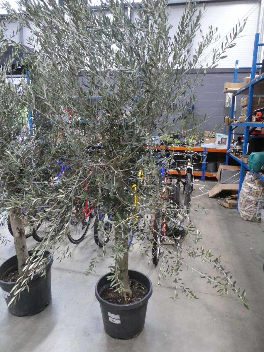 Lot 4151 - Extra large olive tree