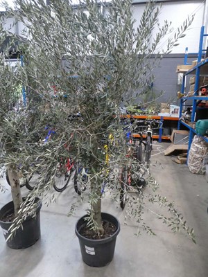 Lot 4151 - Extra large olive tree