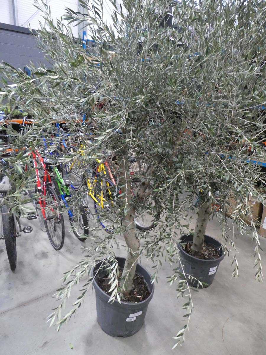 Lot 4152 - Extra large olive tree