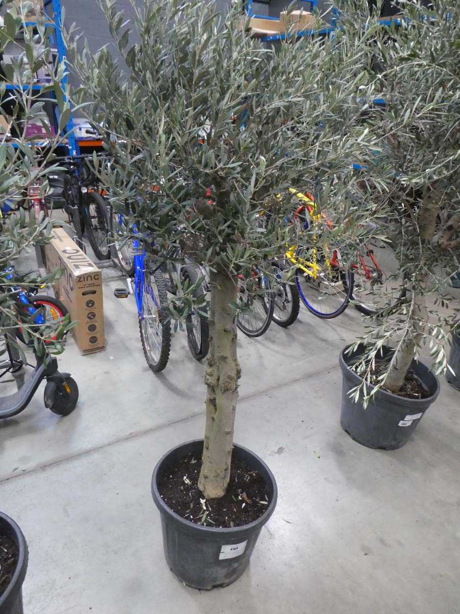 Lot 4153 - Standard olive tree