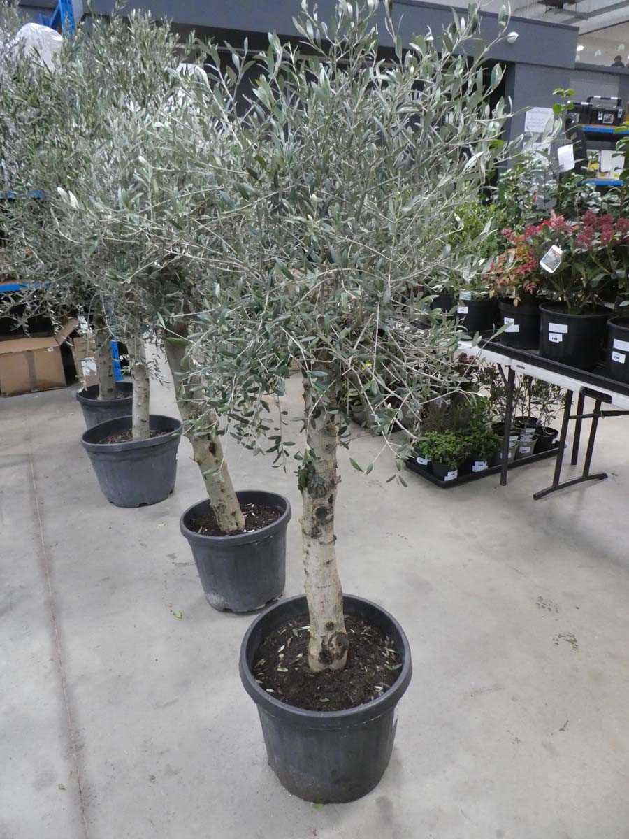 Lot 4154 - Standard olive tree