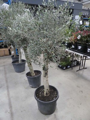 Lot 4154 - Standard olive tree