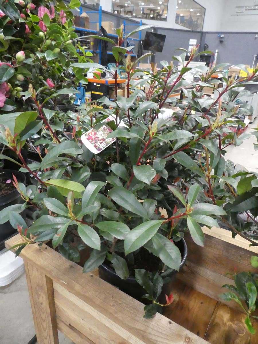 Lot 4156 - Potted Photinia "Red Robin"